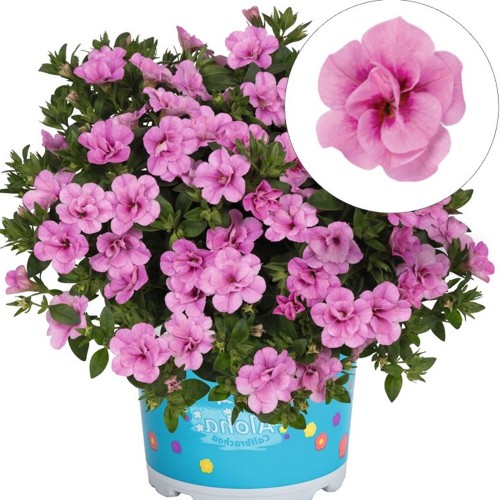 Calibrachoa 'Aloha Double Soft Pink' - Puispetuunia 'Aloha Double Soft Pink' P9/0,55L